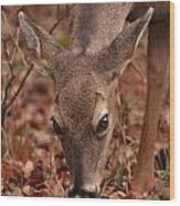 Portrait Of  Browsing Deer Two Wood Print