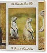 Poster Prairie Dogs Wood Print