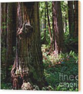 Prairie Creek Redwoods State Park 11 Wood Print