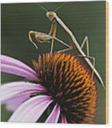 Praying Mantis And Coneflower - D008024 Wood Print