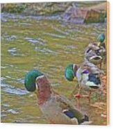 Preening Drakes In A Row Wood Print