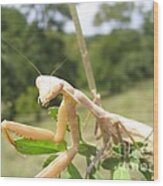 Preying Mantis Wood Print