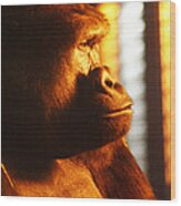Primate Reflecting Wood Print