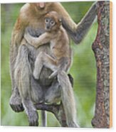 Proboscis Monkey Female And Six Week Wood Print