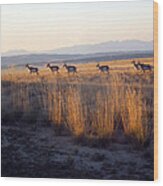 Pronghorn All In A Row Wood Print