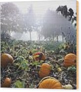 Pumpkin Patch, British Columbia Wood Print