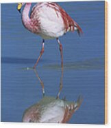 Puna Flamingo Phoenicopterus Jamesi Wood Print