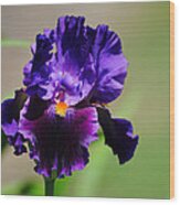 Purple And Orange Iris 2 Wood Print