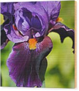 Purple And Orange Iris Ii Wood Print