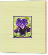 Purple And Orange Iris Photo Square Wood Print