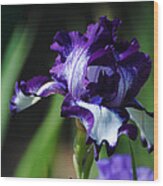 Purple And White Iris Wood Print
