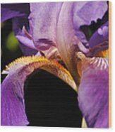 Purple And Yellow Iris Close Up Wood Print