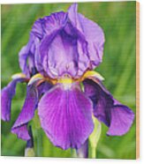 Purple And Yellow Iris Flower Wood Print