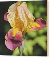 Purple And Yellow Iris Ii Wood Print