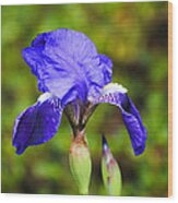 Purple Iris Flower Wood Print