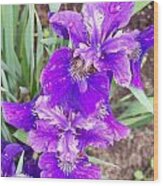Purple Iris With Water Droplet Wood Print