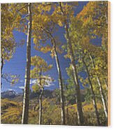 Quaking Aspen In Fall Colors And Maroon Wood Print