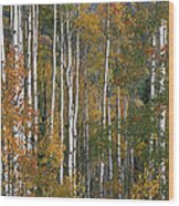 Quaking Aspen Trees In Fall Colors Lost Wood Print