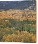 Quaking Aspen Trees In Fall Colors Wood Print
