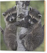 Raccoon Two Babies Climbing Tree North Wood Print