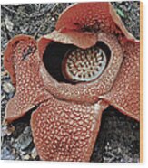 Rafflesia Arnoldi Wood Print
