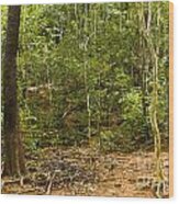 Rain Forest Wood Print