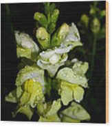 Raindrops On Snapdragons Wood Print