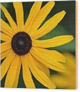 Random Black-eyed Susan Wood Print