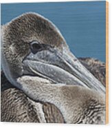 Ready For My Close Up - Pelican Wood Print