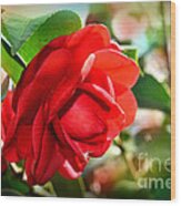 Red Camellia Wood Print