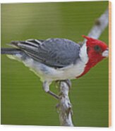 Red-crested Cardinal Paroaria Coronata Wood Print