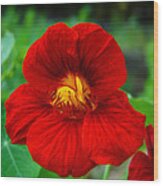 Red Daylily Wood Print