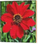 Red Flower Wood Print