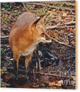 Red Fox At The Rivers Edge Wood Print