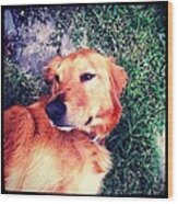 Red Golden Retriever Wood Print