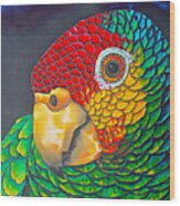 Red Lored Parrot Wood Print