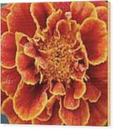 Red-orange Marigold Wood Print