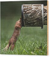 Red Squirrel Inspecting A Camera Lens. Wood Print