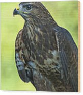 Red Tailed Hawk Wood Print