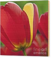 Red Tulips 1 Wood Print