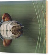 Redhead Duck Male With Reflection Wood Print
