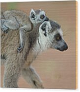 Ring-tailed Lemur Lemur Catta Baby Wood Print