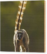 Ring-tailed Lemur Lemur Catta Walking Wood Print