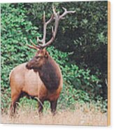 Roosevelt Bull Elk Wood Print