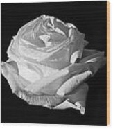 Rose Silver Anniversary Monochrome Wood Print