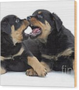 Rottweiler Pups Wood Print