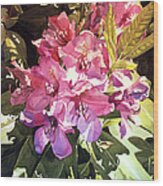 Royal Rhododendron Wood Print