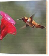 Ruby Throated Hummingbird Wood Print
