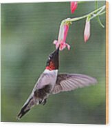 Ruby Throated Hummingbird1 Wood Print