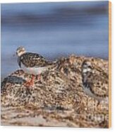 Ruddy Turnstone Wood Print